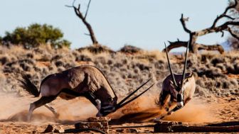 imagen: Grandes documentales
