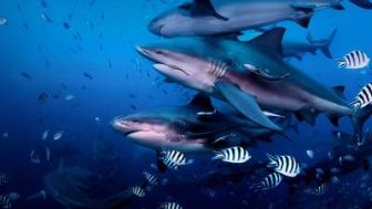 imagen: Hermanos y tiburones