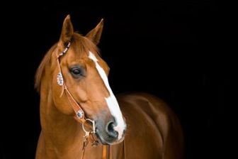 imagen: Hípica - Royal Windsor Horse Show