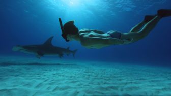 imagen: Home cinema: Sharkwater