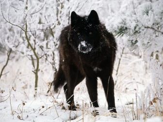 imagen: La llegada del lobo negro