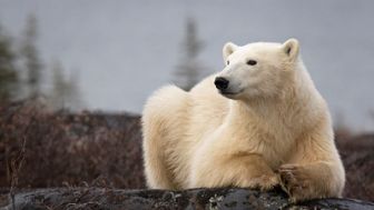imagen: La reina sin tierra