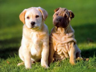 imagen: La vida secreta de los perros