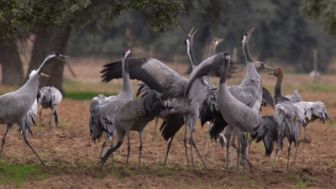 imagen: Las aves del frío