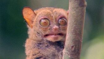 imagen: Los animales más peculiares del mundo
