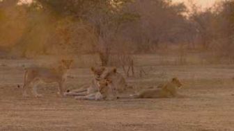 imagen: Los cazadores de África