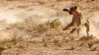 imagen: Los depredadores también fallan: las presas atacan