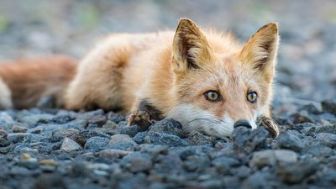 imagen: Los segundones