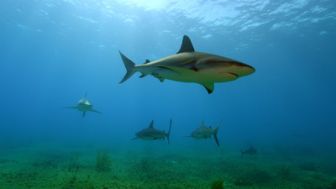 imagen: Los tiburones de la isla fantasma