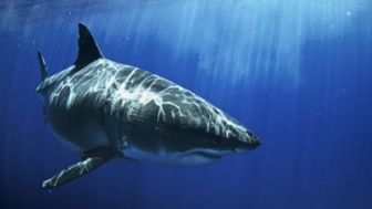 imagen: Los tiburones más buscados