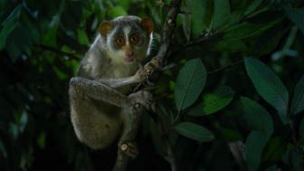 imagen: Muerte al anochecer