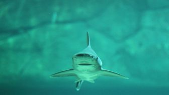 imagen: Nueva alerta, tiburones