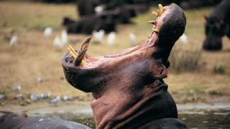 imagen: Relatos de Zambia