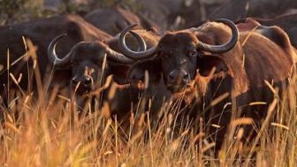 imagen: Rivales de sangre: el león contra el búfalo