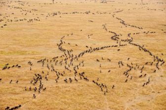 imagen: Safari aéreo