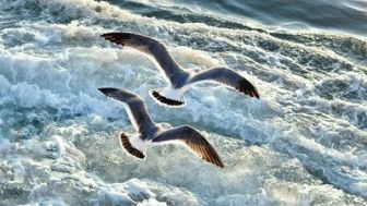 imagen: Sonidos de la naturaleza