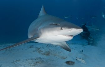 imagen: Súper tiburón toro