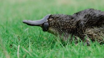 imagen: Tasmania. Extraña y maravillosa