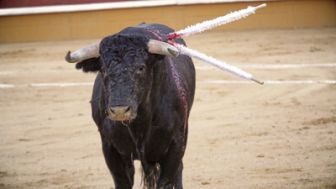 imagen: Tauromaquias europeas