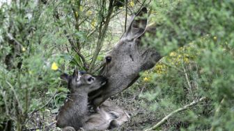 imagen: Ternura salvaje