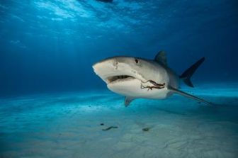 imagen: Tiburón blanco, máxima amenaza