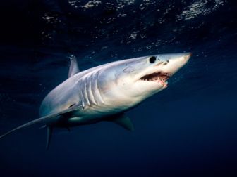 imagen: Tiburón Mako 3