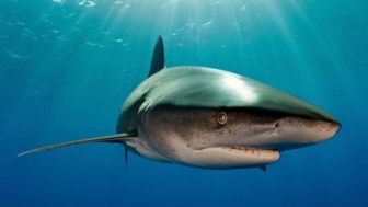 imagen: Tiburones desde el aire