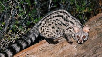 imagen: Un cuento de gineta