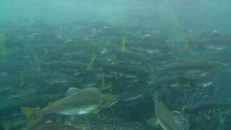 imagen: Una historia de peces