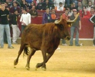 imagen: Vaquillas