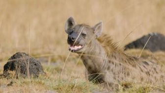 imagen: Zàmbia salvatge