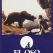 El oso